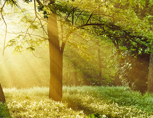 forêt ensoleillée