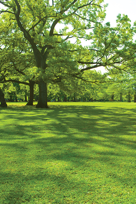 Summer meadow with large trees